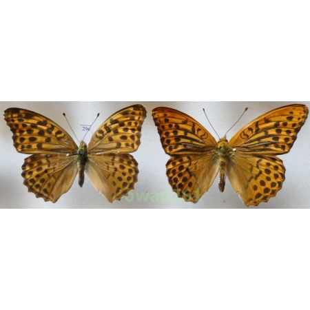 Argynnis paphia (Linnaeus, 1758) pair Poland29e